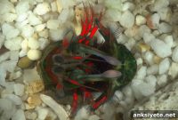 How Bioluminescent Marine Animals Communicate