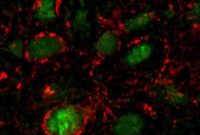 How Gut Microbes Signal Satiety to the Brain