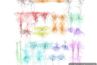Mapping Neocortex Wiring: Inside Brain Circuitry