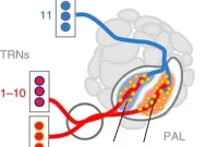 Inside the Fly Brain: How Flies Perceive and Decide