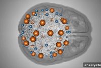 Study Reveals Intelligence Network in the Human Brain