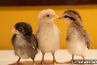 Researchers Trace Schizophrenia Linked Gene in Chickens