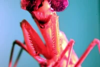 Tiny 3D Glasses Confirm Insect Depth Perception