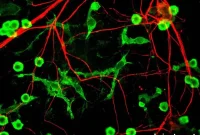 How Immune Cells Maintain the Blood-Brain Barrier
