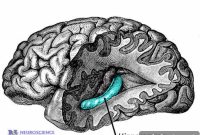 How Memory Guides Your Attention