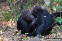 Social Bonds Linked to Richer Chimpanzee Gut Microbiomes