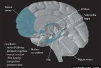 Excess Sugar in Adolescence May Rewire Brain Reward Circuits