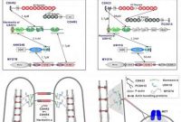 How Gut Microvilli Mirror Inner Ear Hair Cells