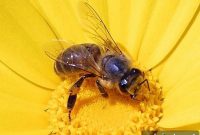 What Ants and Honeybees Reveal About Human Suicide