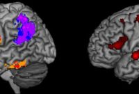 How the Brain Controls Writing: Neural Basis of Handwriting