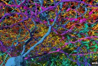 How Mathematical Models Explain Complex Brain Decisions