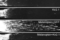 Targeted Neural Stimulation Promotes Axon Regeneration in Adults