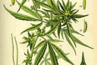 Genetic Variant Predicts Psychosis Risk in Young Cannabis Users