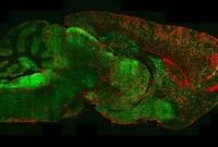 How One Brain Mechanism Enhances Cognitive Function