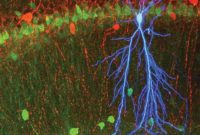 Ripples of Memory: How Memories Shape Our Lives