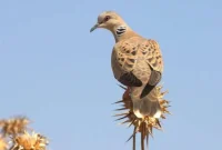 Study Finds Long-Distance Migratory Birds Are More Intelligent