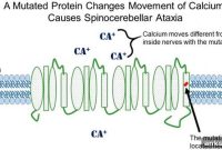 Scientists Identify Gene Mutation Causing Spinocerebellar Ataxia