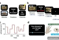 Why Uncertainty Causes More Stress Than Inevitable Pain