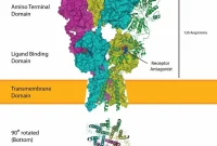 How the Brain Erases Long-Term Memories