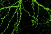 New Molecules Protect Neurons From Alzheimer’s Protein Damage
