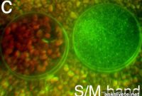 Breakthrough Color Vision System: How It Works