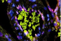 Mouse Study Links Antiviral Immune Response to Depression