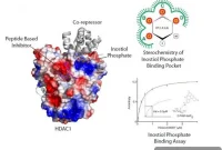 Enzyme Discovery Opens Path to New Alzheimer’s Treatments