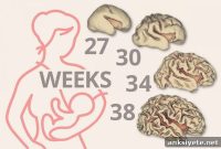 Breast Milk Linked to Early Brain Growth in Preterm Infants