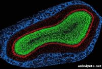 How Smell Works: New Discoveries in Odor Perception
