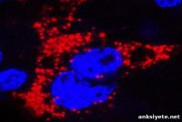 Mouse Model Reveals How Zika Infects Fetuses During Pregnancy