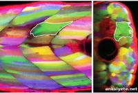 Muscle Regeneration: How It Starts at the Cellular Level