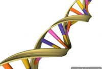 How Sensory Neurons Modulate the Hormone That Regulates Aging