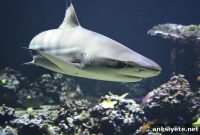 Study Finds Sharks Have Distinct Personalities