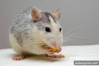 Early Life Stress Linked to Gut Disorders and Anxiety in Rats