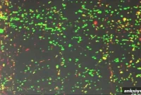 Mobilizing Mitochondria Could Regenerate Damaged Neurons in Mice