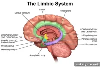 Neuroimaging Shows How Alcohol Rewires the Brain