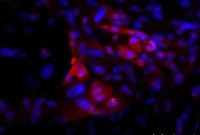 Pituitary Tissue from Human Stem Cells Releases Hormones in Rats
