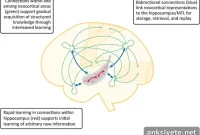 How Human Learning Research Can Improve AI