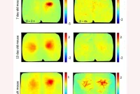 New Study Reveals Key Brain Differences in Adult vs Newborn Mice