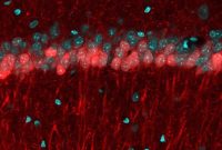 Mouse Study Reveals How the Brain Maps Routes to a Destination