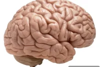 Researchers Identify Antidepressant Target in Mouse Study
