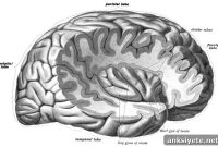 Study Finds Brain Wiring Differences Between Men and Women