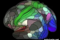 Connectome Map Reveals Twice as Many Regions in Human Cortex