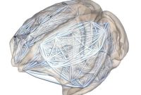 Why Larger Brains May Be More Prone to Mental Illness