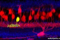 Scientists Discover New Neuron Type in Mouse Retina