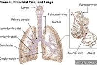 Olfactory Receptors Found in Bronchi: What This Means for Lungs