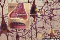 How Proteins Regulate Synapse Function in the Brain