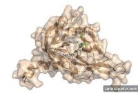 Study Reveals Mechanism of Alzheimer’s Risk Gene