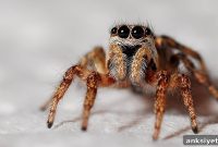 Reactivating Memory Before Exposure Cuts Lasting Fear of Spiders