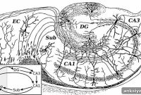 How Stopping Regular Exercise Reduces Blood Flow to the Brain